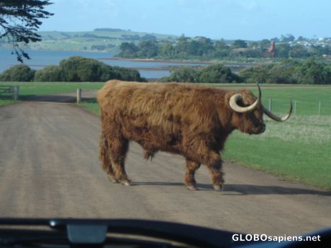 Postcard Scottish Highland Cow