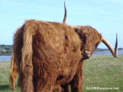 Postcard Scottish Highland Cow staring back at you!