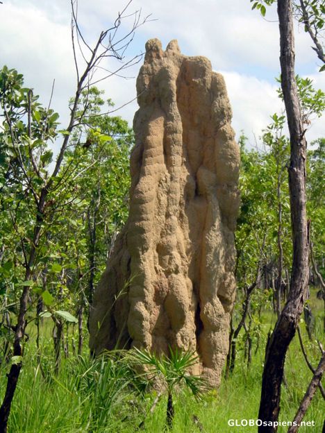 Postcard LITCHFIELD PARK -  Magnetic Termite Mound