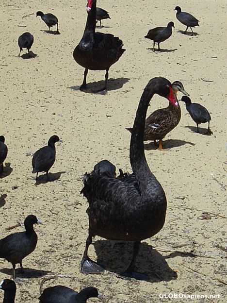 Postcard Black Swans of Western Australia