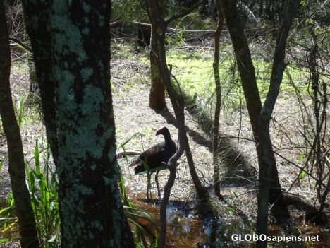 Postcard Water Bird in Mangrove