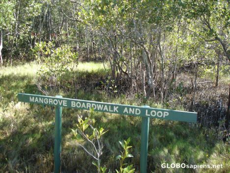 Postcard Mangrove Broadwalk - Wetlands