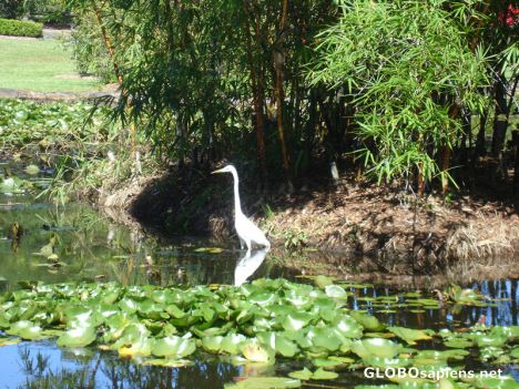 Postcard Water Bird in Japanese Landscaped Garden
