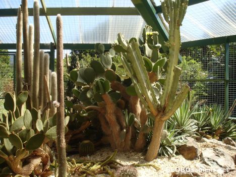 Postcard Unique Cactus in Greenhouse