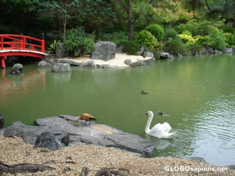 Postcard Auburn Japanese Garden - Swan in a Moat
