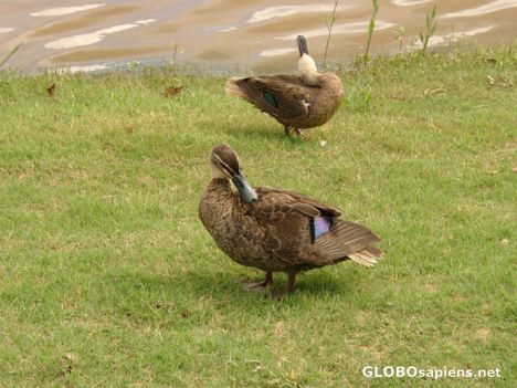 Postcard Australian Wild Ducks