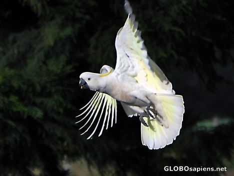 Postcard Wild Cockatoo in flight