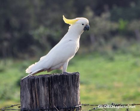 Postcard Wild Cockatoo perched on a fence post