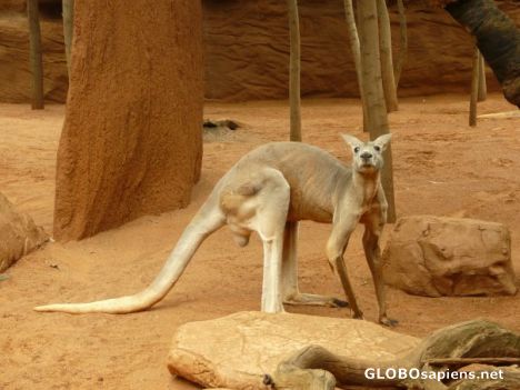 Postcard Australian kangaroo.