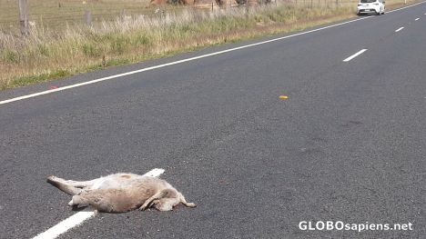 Poor kangaroo...