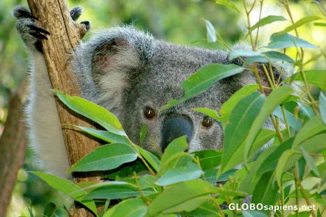 Postcard Koala Bear