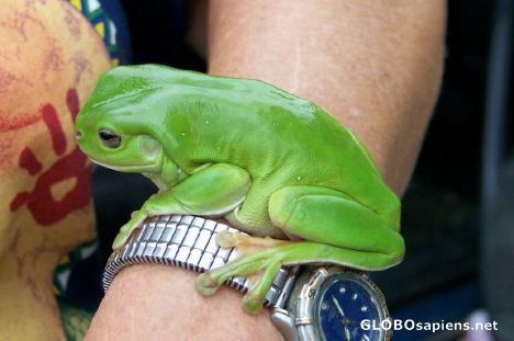 Postcard Green Tree Frog
