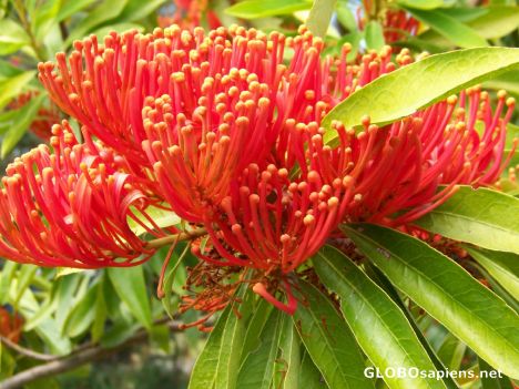 Postcard Queensland Waratah Flower