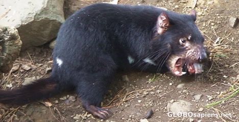Postcard Did you see Tasmanian Devil?