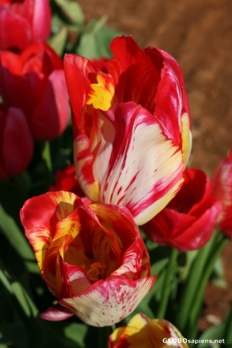 Postcard Tulips 1