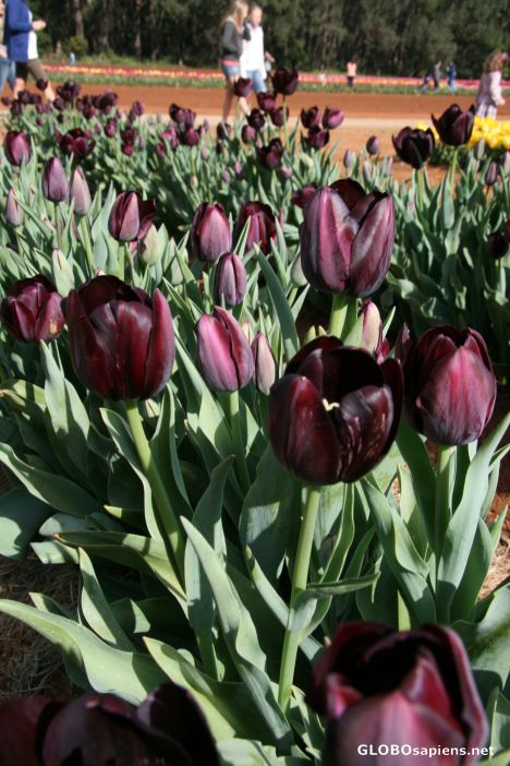 Postcard Tulips 5