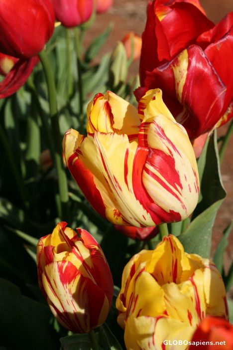 Postcard Tulips 6