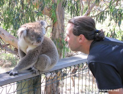 Postcard Koalas