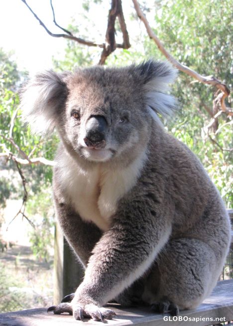 Postcard Koalas