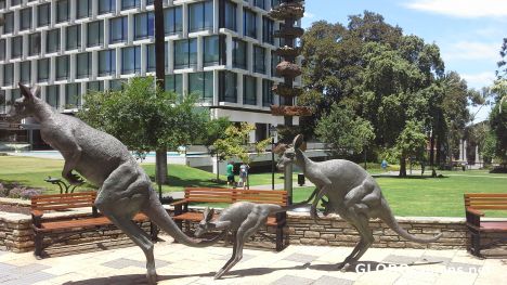 Postcard Kangaroos on the street
