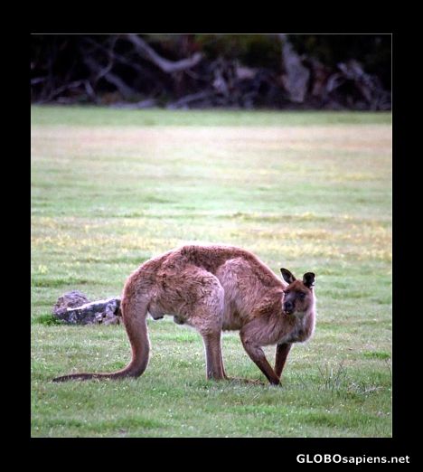 Postcard Big Red, Kangaroo Island