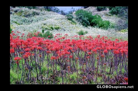 Postcard Wildflowers, Kangaroo Island