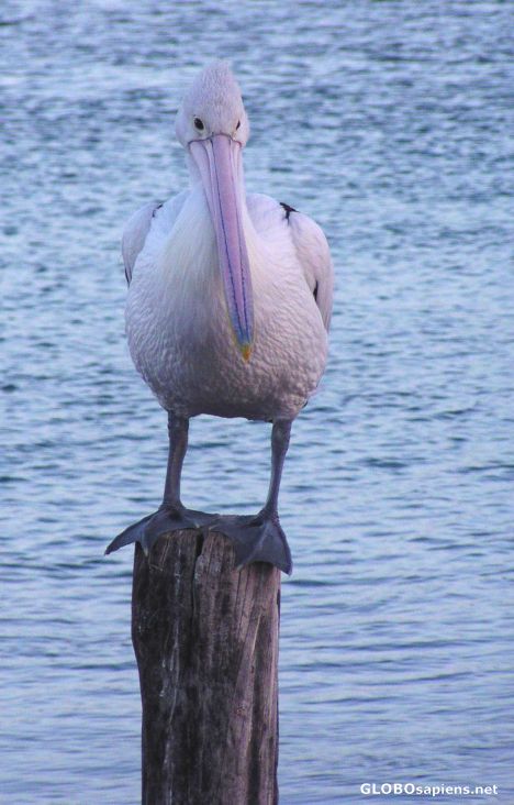 Postcard Pelican