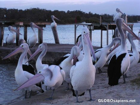 Postcard Gang of Pelicans