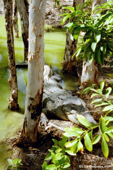 Postcard Crocodile far up north in Australia