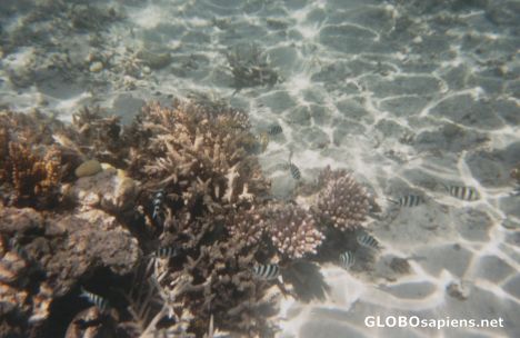 Postcard Snorkling in the Great Barrier Reef