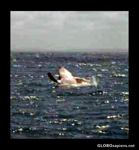 Postcard Humpback whale calf breaching