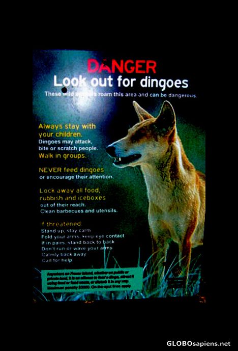 Postcard Beware Dingoes Poster