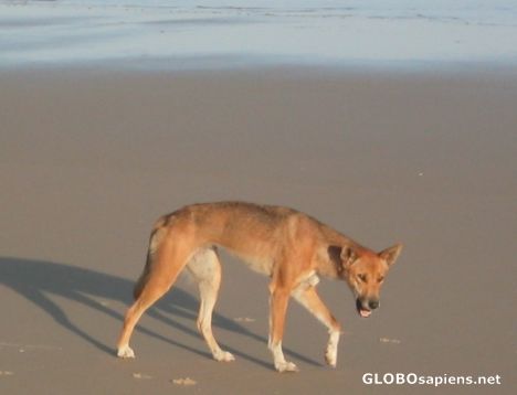 Postcard Dingo on Fraser Island