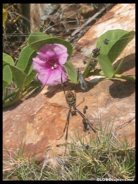 Postcard Spider is sun taning next to a beautiful flower