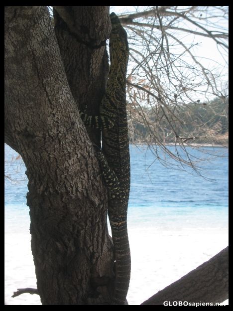 Postcard Wild lizard on Fraser Island