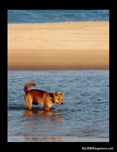 Postcard Dingo - Fraser Island