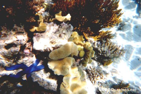 Postcard Snorkling the Great Barrier Reef