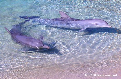 Postcard Dolphins