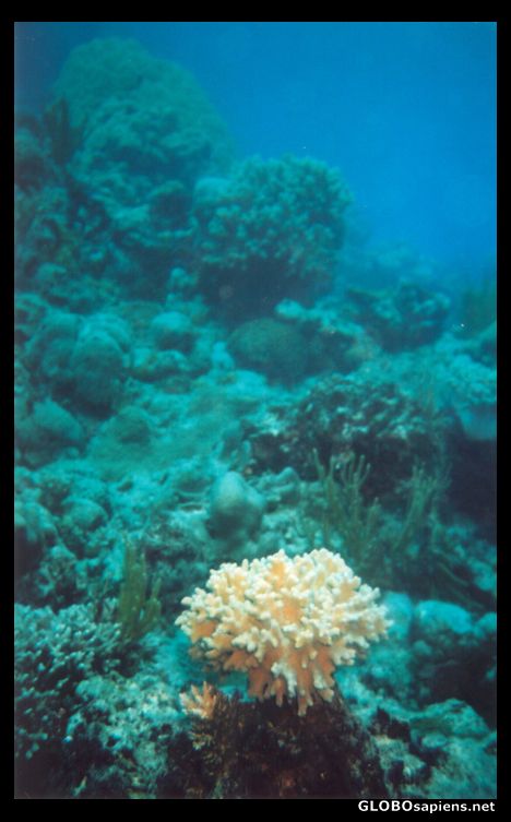 Postcard Coral off the shore of Airlie Beach