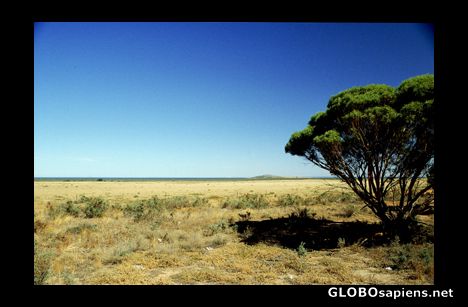 Postcard Australian bush