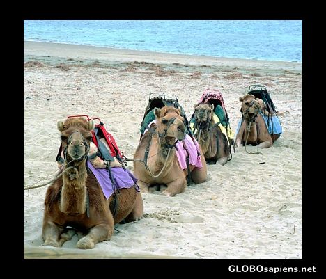 Postcard Camel ride anyone?