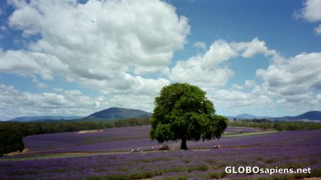 Postcard The biggest lavender farm in the world - Tasmania