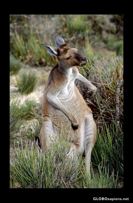 Postcard kangaroo