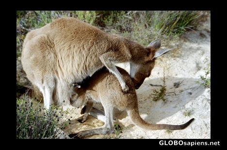 Postcard Kangaroo