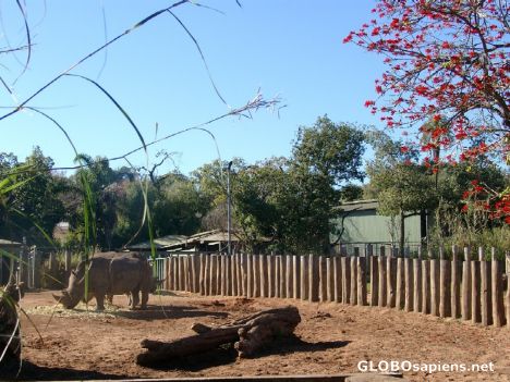 Postcard White Rhinos in Perth Zoo