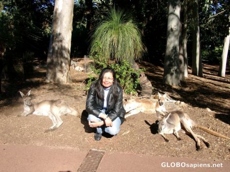 Postcard Kangaroos in Australian Bushwalk, Perth Zoo