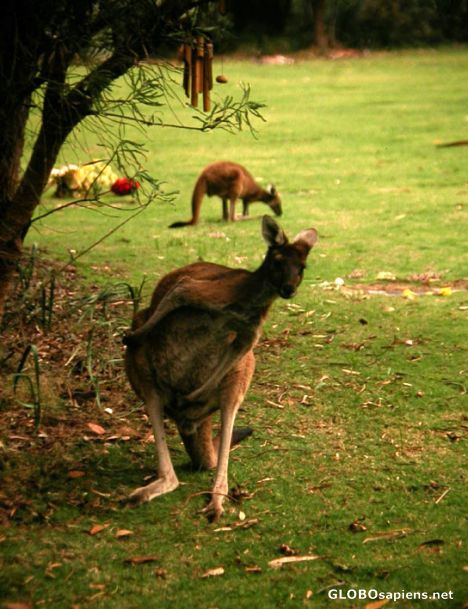Postcard Kangaroo looking