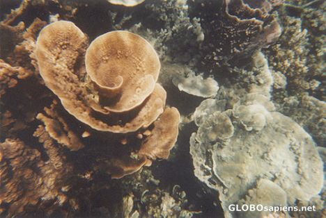 Postcard Ningaloo Reef