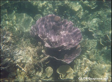 Postcard Ningaloo Reef