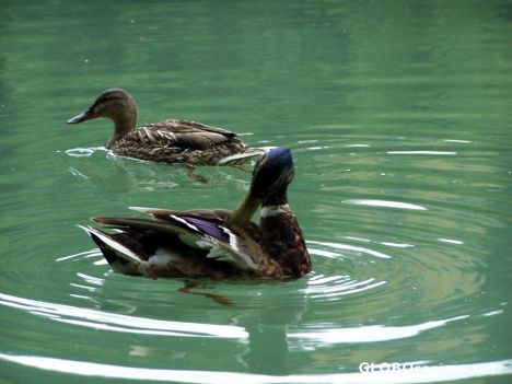 Postcard Ducks in Hellbrunn's Garden